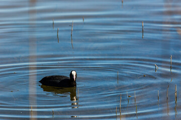 Eurasian coot (Fulica atra) in Aiguamolls De L Emporda Nature Reserve, Spain