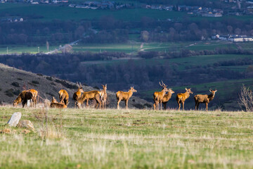 Sunset and deers in Capcir, Cerdagne, Pyrenees, France