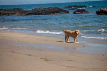 Cute labrador seen walking along coastline