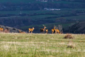 Sunset and deers in Capcir, Cerdagne, Pyrenees, France