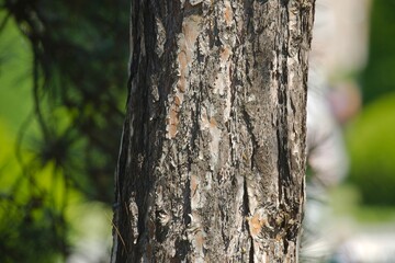 Tree trunk in a forest