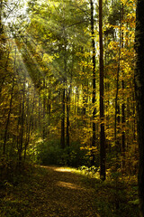 Autumn forest with yellow foliage and bright rays of the sun