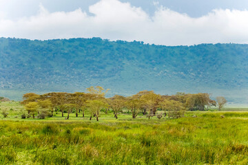 beautiful African landscape with acacia. Mountains, trees, green grass, the sky in the clouds. Ngorongoro, Africa