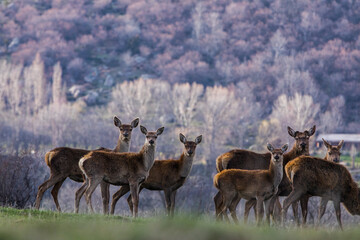 Sunset and deers in Capcir, Cerdagne, Pyrenees, France
