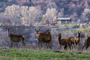 Sunset and deers in Capcir, Cerdagne, Pyrenees, France