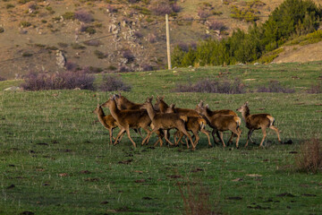 Sunset and deers in Capcir, Cerdagne, Pyrenees, France
