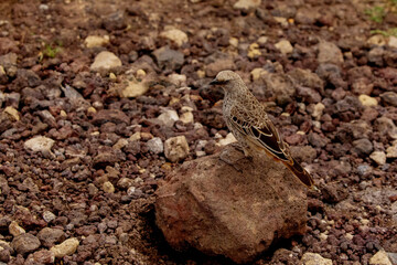 red-tailed weaver (histurgops ruficaudus) sits on a small rock on the ground extremely close. Africa, Ngorongoro National Park