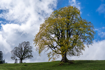 Nagelfluhkette im Allgäu