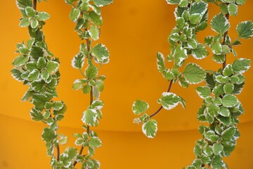 Zweige mit grün-weißen Efeublättern vor ockergelber Betonfläche 