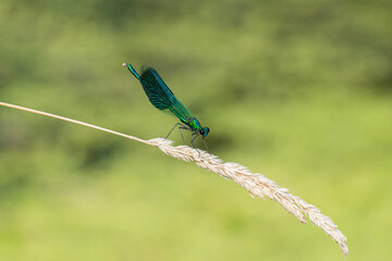 blue dragonfly on a green grass