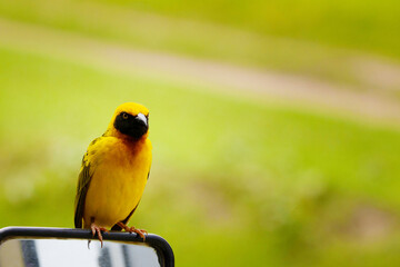 Africa, Tanzania, Ngorongoro Crater. Speke's weaver bird close-up looking at camera. small bright yellow bird with black wings and a black neck