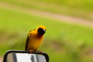 Africa, Tanzania, Ngorongoro Crater. Speke's weaver bird close-up looking at camera. small bright yellow bird with black wings and a black neck