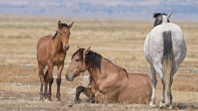 Horse standing up next to its foal in the Utah West desert near Simpson Springs.
