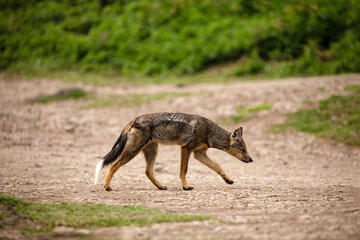 striped jackal walks along the animal path, side view, head lowered, looking down. African savanna, Ngorongoro National Park
