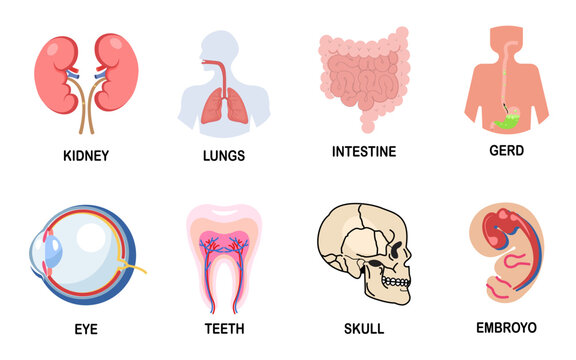 Different human organs. kidney, lungs, intestine, eyes, teeth, skull, embryo. human anatomy. flat vector illustration.