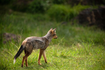 striped jackal walks along the animal path, side view, head lowered, looking forvard.  African savanna, Ngorongoro National Park. close up