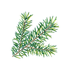 Christmas tree branch. Watercolor illustration. Isolate. For the design of postcards, packaging.