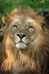 Obraz na płótnie Canvas Katanga Lion or Southwest African Lion, panthera leo bleyenberghi. Head Close Up. Natural Habitat. Big lion with dark mane in the green grass in the savanna.Portrait of an african lion in the green.