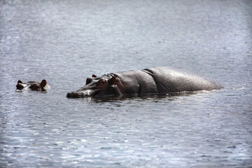Fototapeta premium two large adult hippos are swimming very close on the lake and looking at the camera. seen in detail. Africa, Tanzanian nazional park Ngorongoro