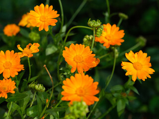 Orange Calendula flowering in nature