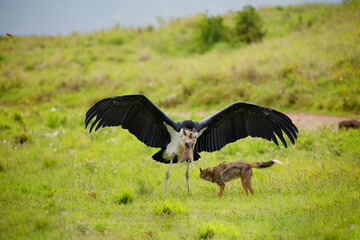 a large marabou fights with a jackal on a green meadow. Africa, ngorongoro reserve