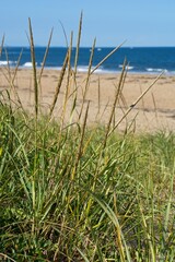 Beach grass going to seed at edge of Atlantic Ocean sandy beach