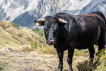 Cow in the mountains