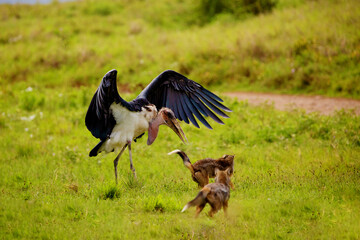 a large marabou fights against two jackals on a green meadow. Africa, ngorongoro reserve