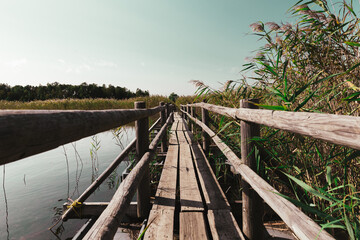 Wooden bridge pathway through beautiful reed landscape