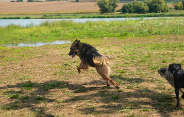 German shepherd dog playing and jumping