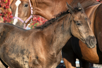  portrait of beautiful black- brown colt posing with mom.  close up. sunny fall day