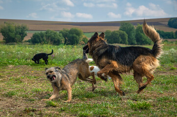 Dogs play in the field, after training,