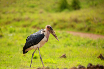 One big wild marabou on a green meadow, free. Very close, you can see the details. Africa, Ngorongoro crater reserve. Close up