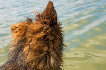 German shepherd's head from the back looking at the water, one ear is down