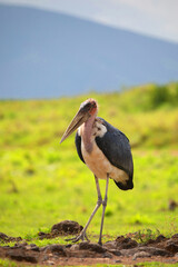 One big wild marabou on a green meadow, free. Very close, you can see the details. Africa, Ngorongoro crater reserve. Close up