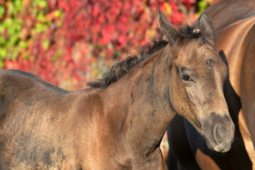 Obraz premium portrait of beautiful black- brown colt posing with mom. close up. sunny fall day