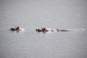 two large adult hippos are swimming very close on the lake and looking at the camera. seen in...