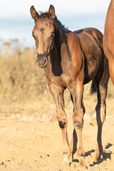 Fototapeta premium portrait of beautiful black- brown colt posing with mom at sand manege. sunny fall day