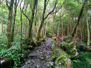 hiking trail through a magical ancient forest direction  pozo da alagoinha at flores island at Azores, portugal.
