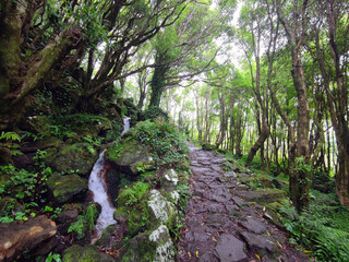 hiking trail through a magical ancient forest direction  pozo da alagoinha at flores island at Azores, portugal.
