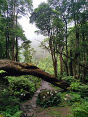 hiking trail through a magical ancient forest direction waterfalls and lake in pozo da alagoinha at flores island at Azores, portugal.
