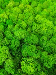 close up of  moss