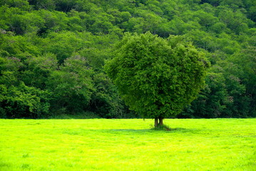 Lawn rash green and trees background