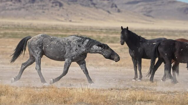 Wild Horse mustang pushing herd around through the desert in Utah.