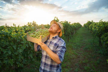 Front view looking up, young worker, man, wine grower, smiling tired and happy holding box with...