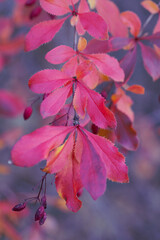 Bright purple barberry leaves in autumn. The beauty of nature.