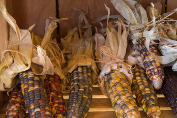 dry corncobs grain cereal organic variety of corn agriculture market