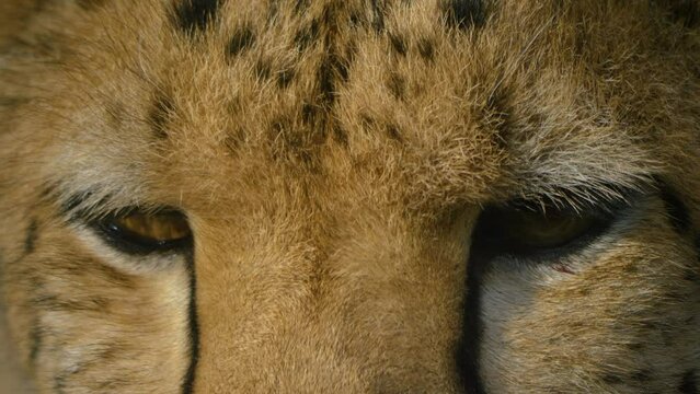 Close up of a cheetah head looking around