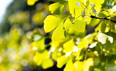 Close up of ginkgo leaves in the park