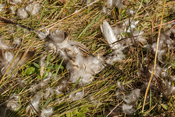 Bird feathers scattered across the grass. Remains of a bird. Bird killed and eaten by predator